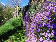 36 Bella cascata di fiori Aubrieta